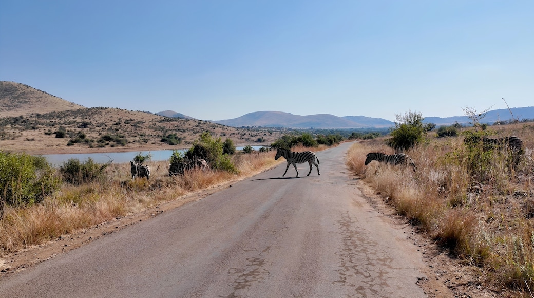 Zebras On Street In Pilanesberg National Park North West South Africa. Wildlife Scene Of Big Five Animals In A African Safari. Nature Dramatic Sky Sky Forest. Agro Sky Panorama.