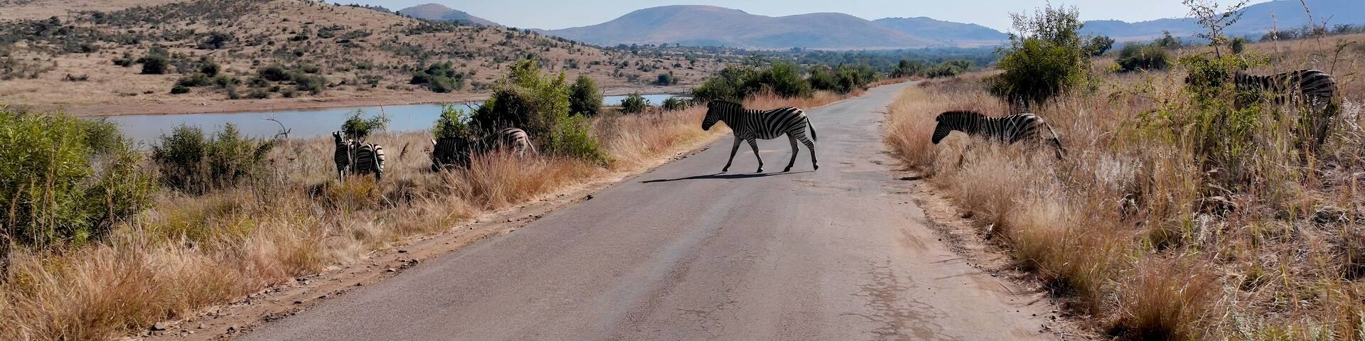 Zebras On Street In Pilanesberg National Park North West South Africa. Wildlife Scene Of Big Five Animals In A African Safari. Nature Dramatic Sky Sky Forest. Agro Sky Panorama.