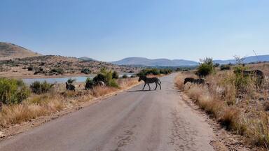 Zebras On Street In Pilanesberg National Park North West South Africa. Wildlife Scene Of Big Five Animals In A African Safari. Nature Dramatic Sky Sky Forest. Agro Sky Panorama.