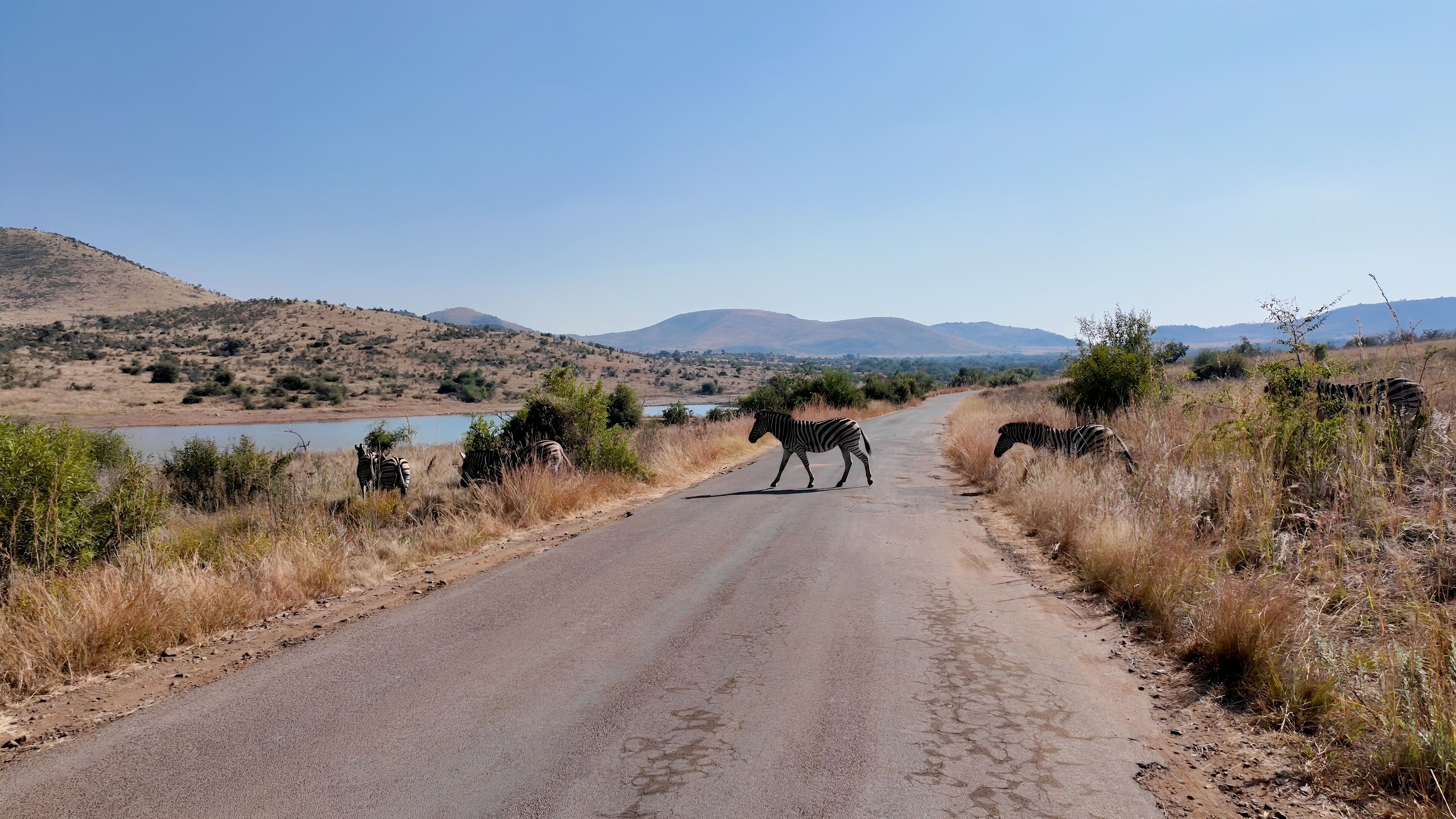 A road with zebras in the foreground and a lake in the background.