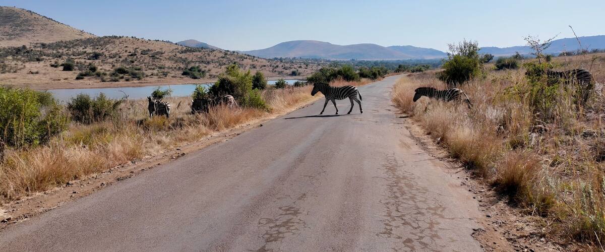 A road with zebras in the foreground and a lake in the background.