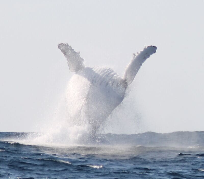 I believe i can fly!