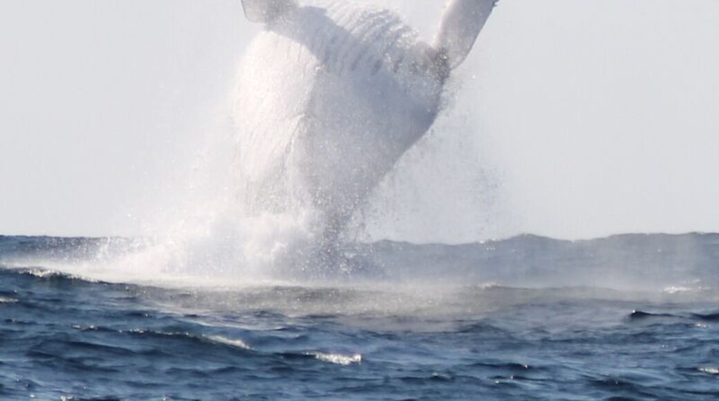 I believe i can fly!