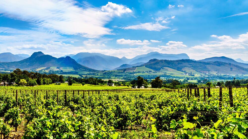 Vineyards of the Cape Winelands in the Franschhoek Valley in the Western Cape of South Africa, amidst the surrounding Drakenstein mountains