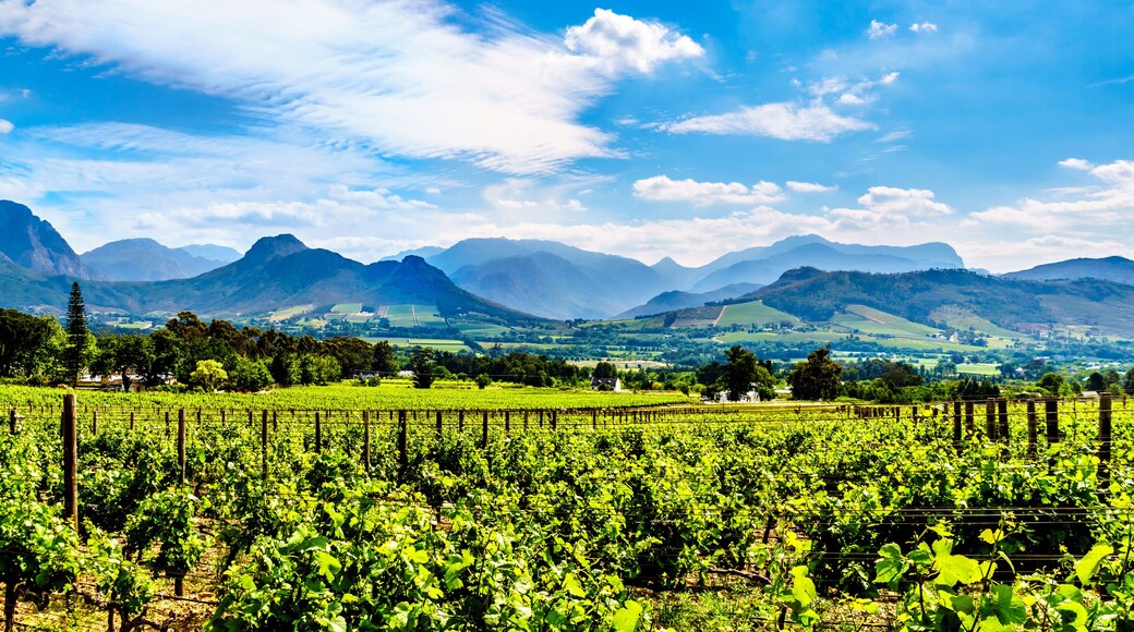 Vineyards of the Cape Winelands in the Franschhoek Valley in the Western Cape of South Africa, amidst the surrounding Drakenstein mountains