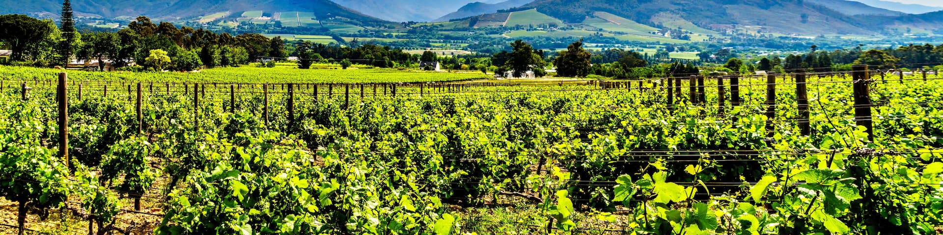 Vineyards of the Cape Winelands in the Franschhoek Valley in the Western Cape of South Africa, amidst the surrounding Drakenstein mountains