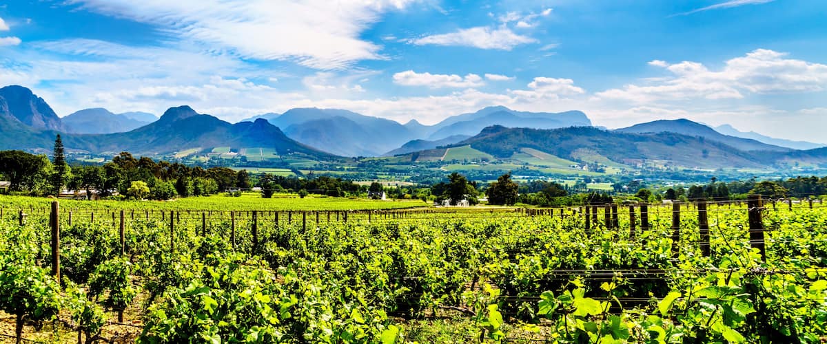 A vineyard with rows of grapevines, mountains in the background, and a clear blue sky.