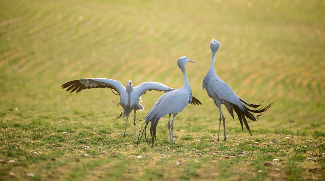 Close up image of Blue Cranes on a wheat field in the overberg of south africa