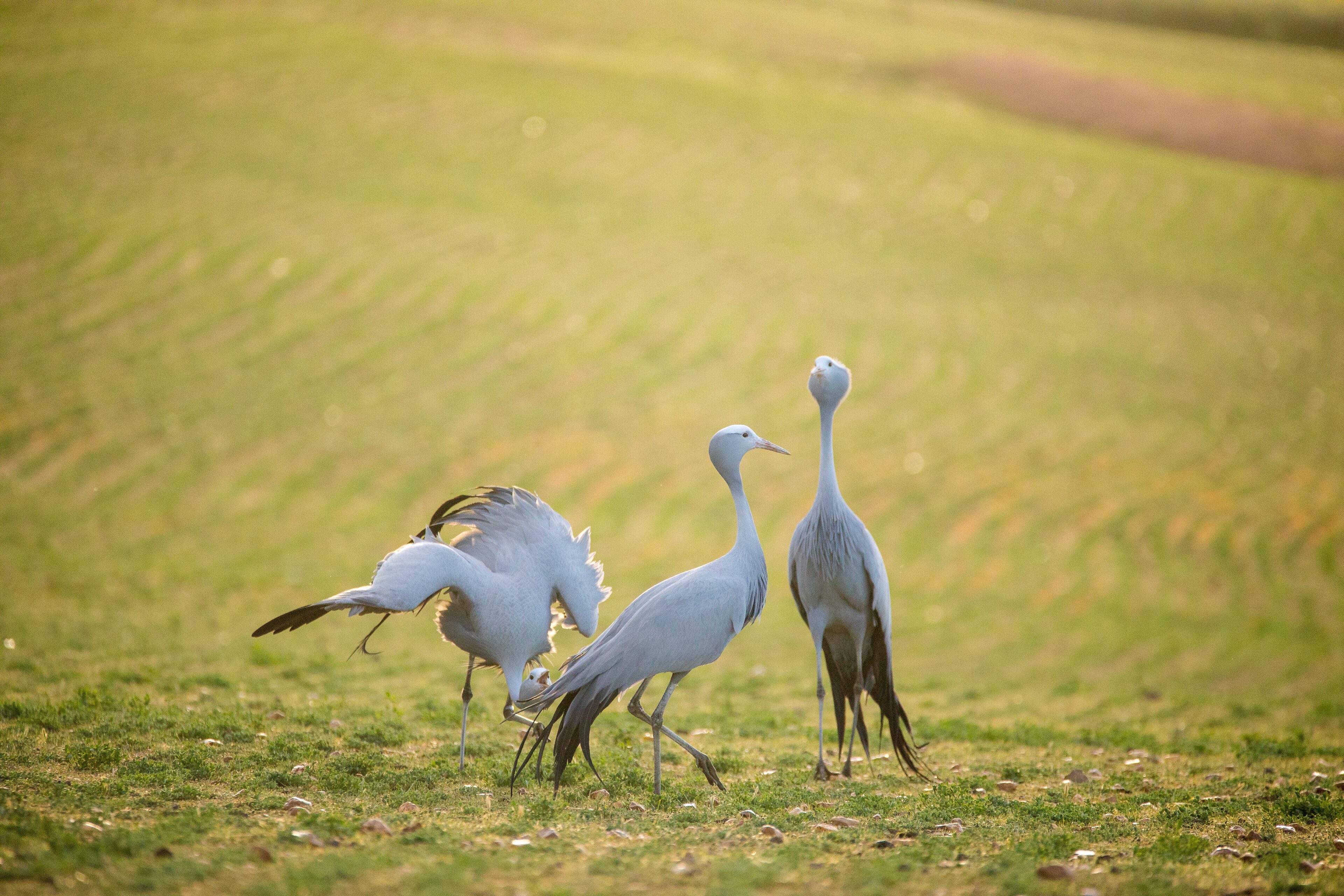 Close up image of Blue Cranes on a wheat field in the overberg of south africa