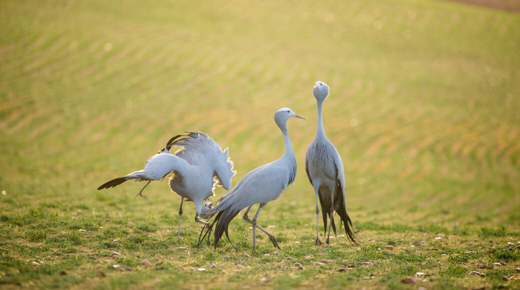 Close up image of Blue Cranes on a wheat field in the overberg of south africa