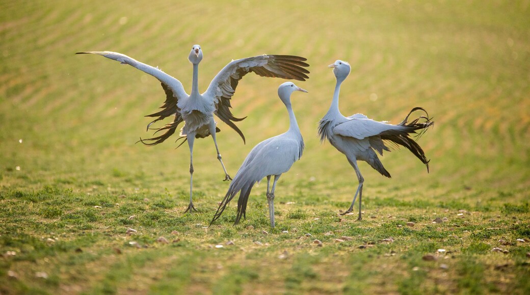 Close up image of Blue Cranes on a wheat field in the overberg of south africa