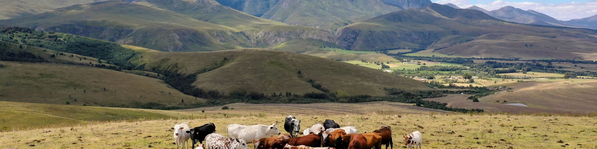 Aerial view of cattle grazing on hills with mountain backdrop, Hessequa NU, South Africa.