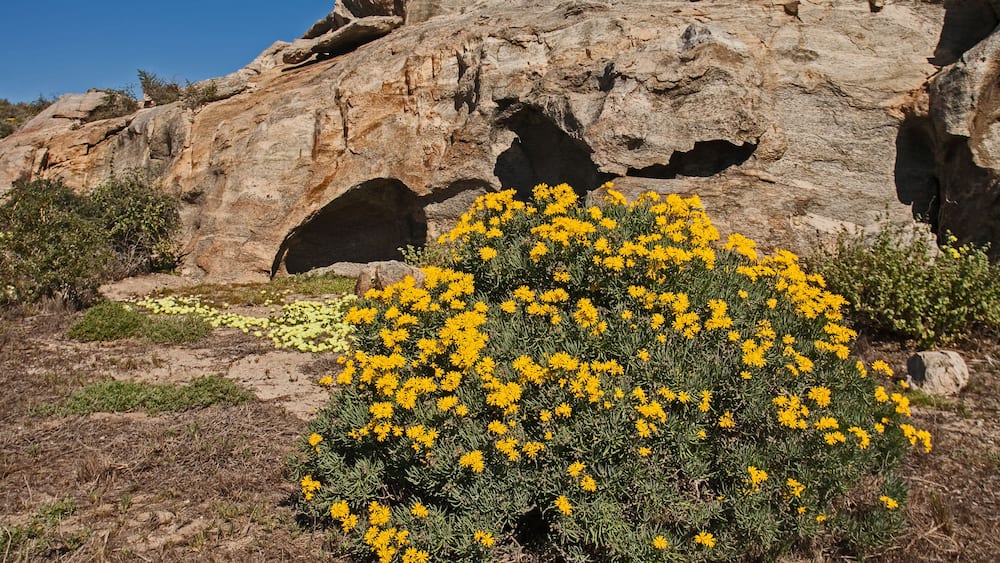 Spoeg River Cave with Othonna cylindrica and Grielum humifusum 11432