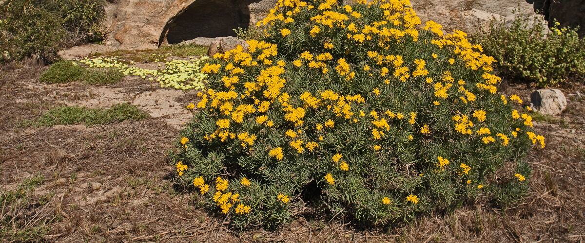 A rocky cliff with a cave-like opening and a bush of yellow flowers in the foreground.