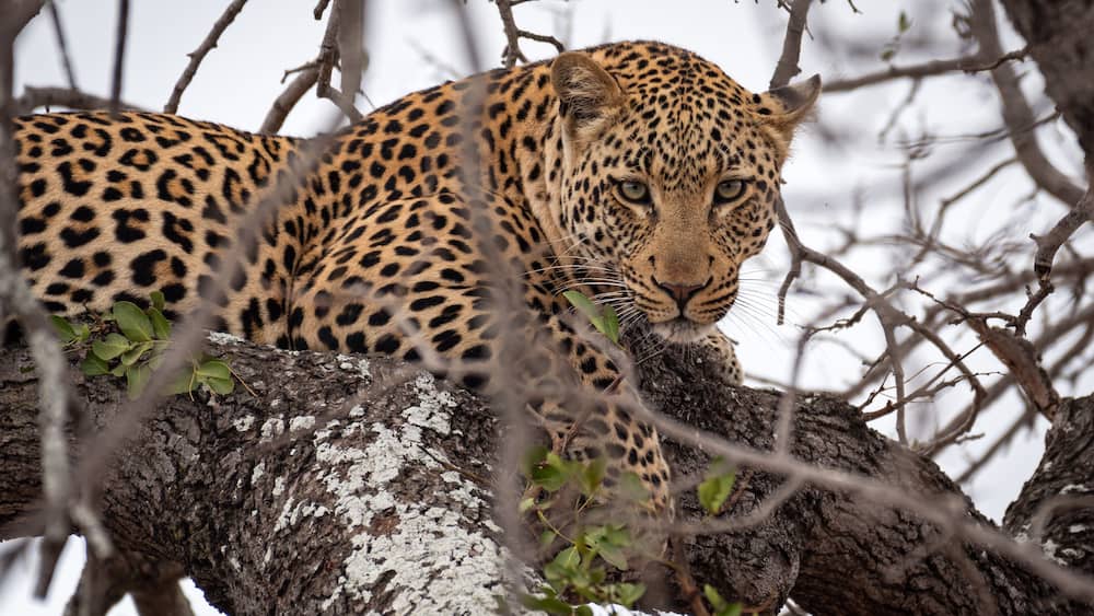 "Ingwe"
.
< Species: leopard (Panthera pardus) >
.
< Location: Kruger National Park, South Africa 🇿🇦>