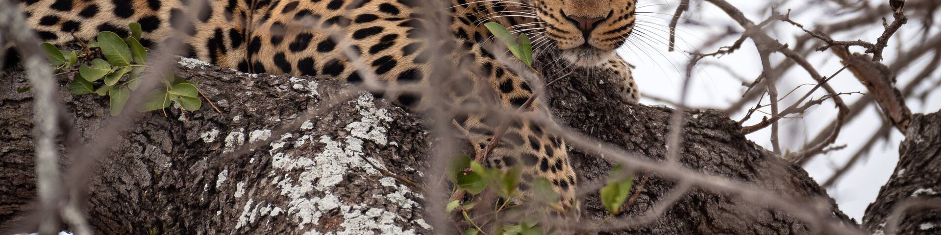 "Ingwe"
.
< Species: leopard (Panthera pardus) >
.
< Location: Kruger National Park, South Africa 🇿🇦>