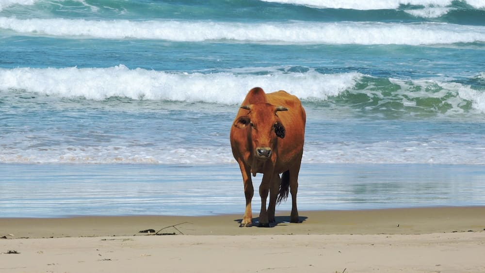 A brown cow standing on a sandy beach with waves in the background.