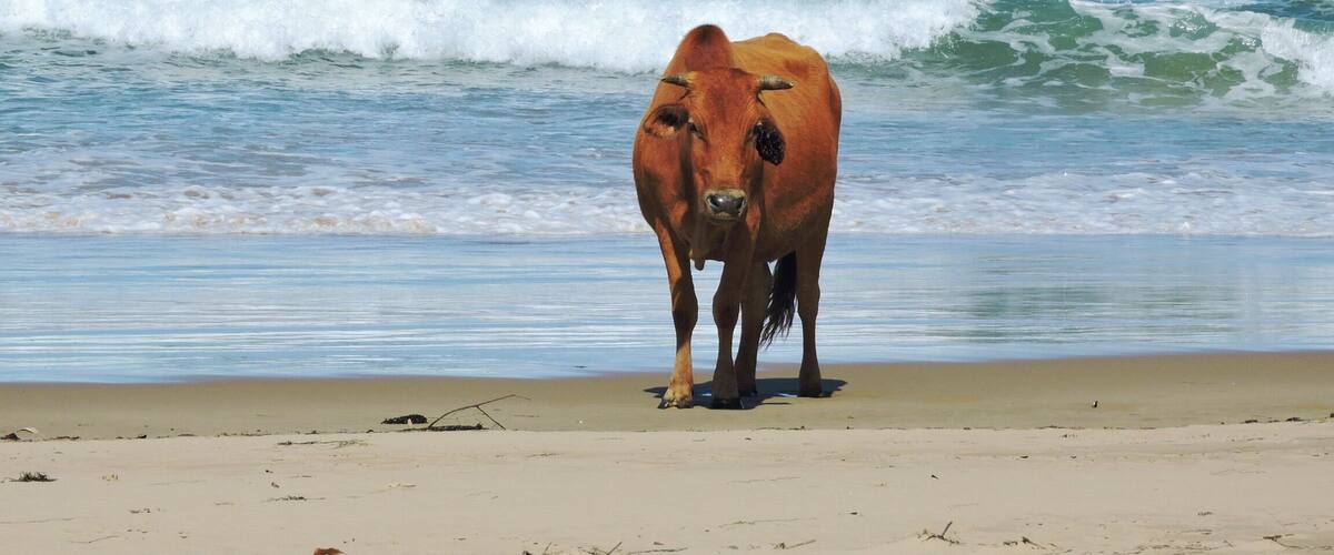 Take a walk on the wild side.. This is a Wild Coast hike on mostly beaches and some inland mountains. All along the rout one can find cows.