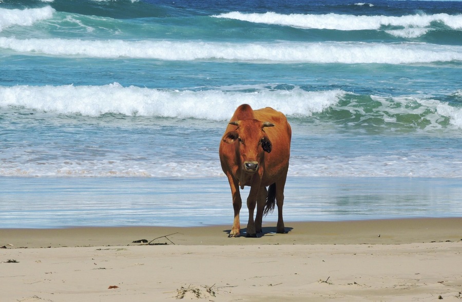 Take a walk on the wild side.. This is a Wild Coast hike on mostly beaches and some inland mountains. All along the rout one can find cows.