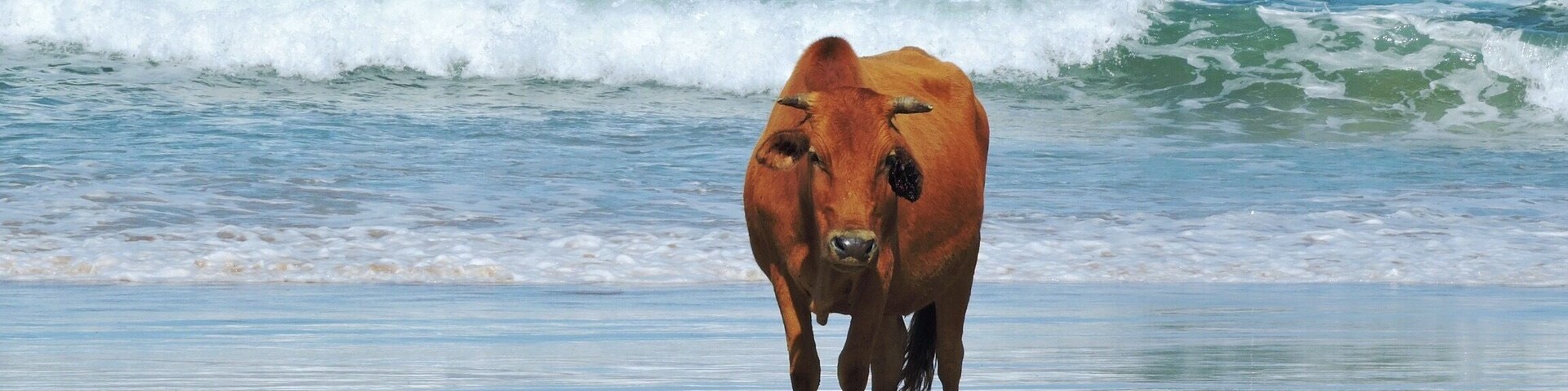 Take a walk on the wild side.. This is a Wild Coast hike on mostly beaches and some inland mountains. All along the rout one can find cows.