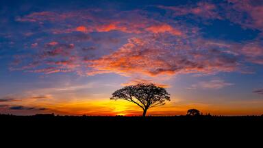 A tree silhouetted against a sunset sky with vibrant orange and purple clouds.