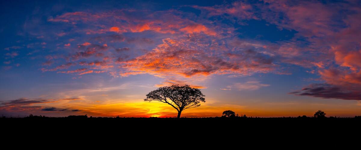 A tree silhouetted against a sunset sky with vibrant orange and purple clouds.