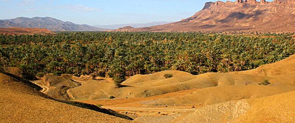 A desert landscape with palm trees, a dirt road, and distant mountains.