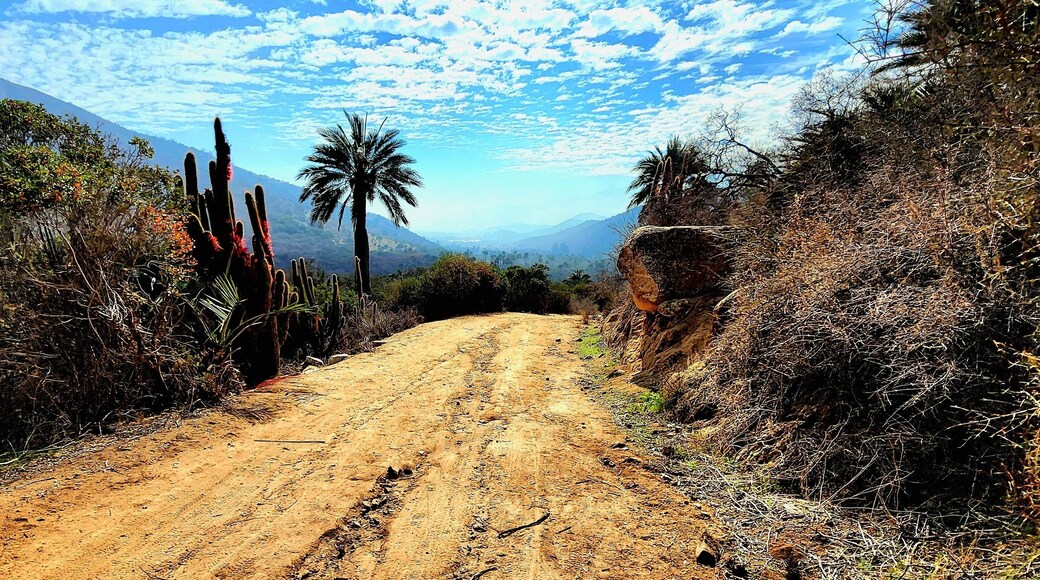 Path in La Campana National Park in Chile on a sunny day