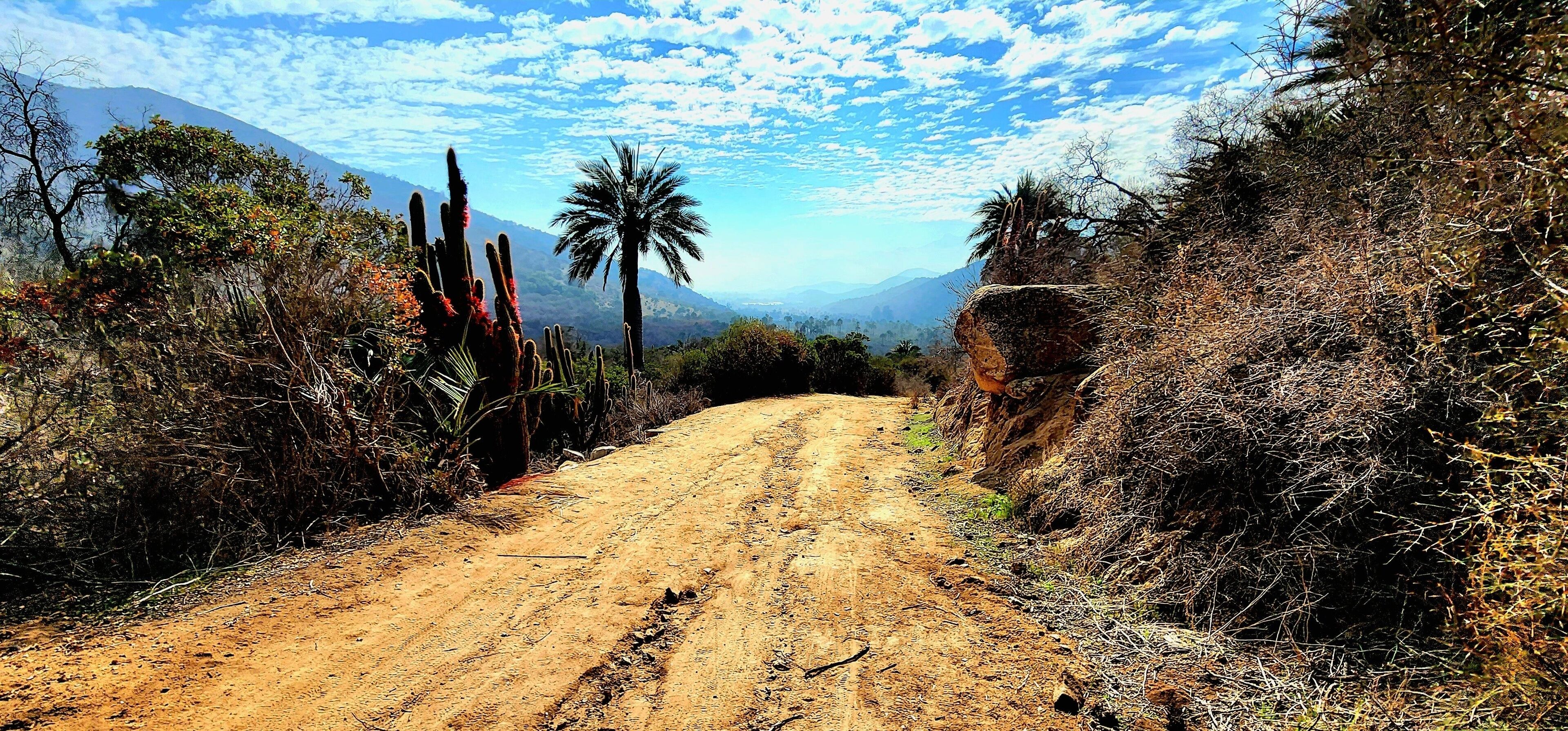 A dirt road flanked by cacti and palm trees, leading towards distant mountains under a partly cloudy sky.