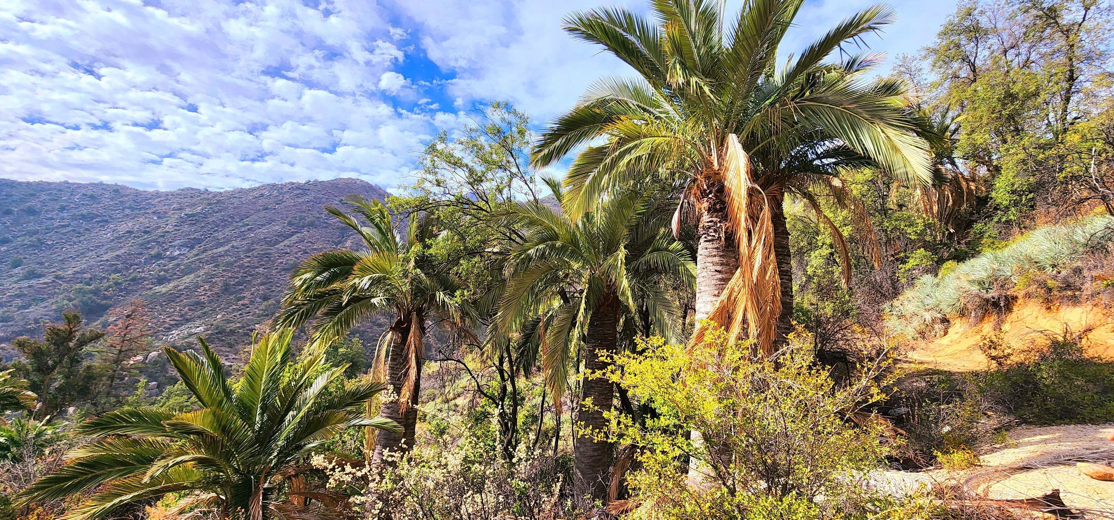 La Campana National Park in Chile on a sunny day