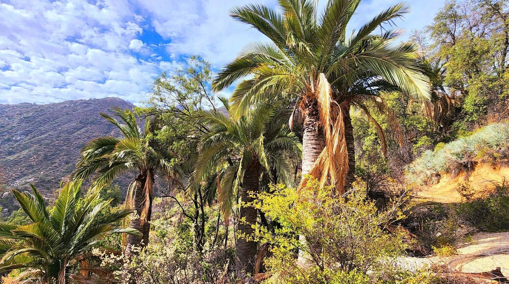La Campana National Park in Chile on a sunny day