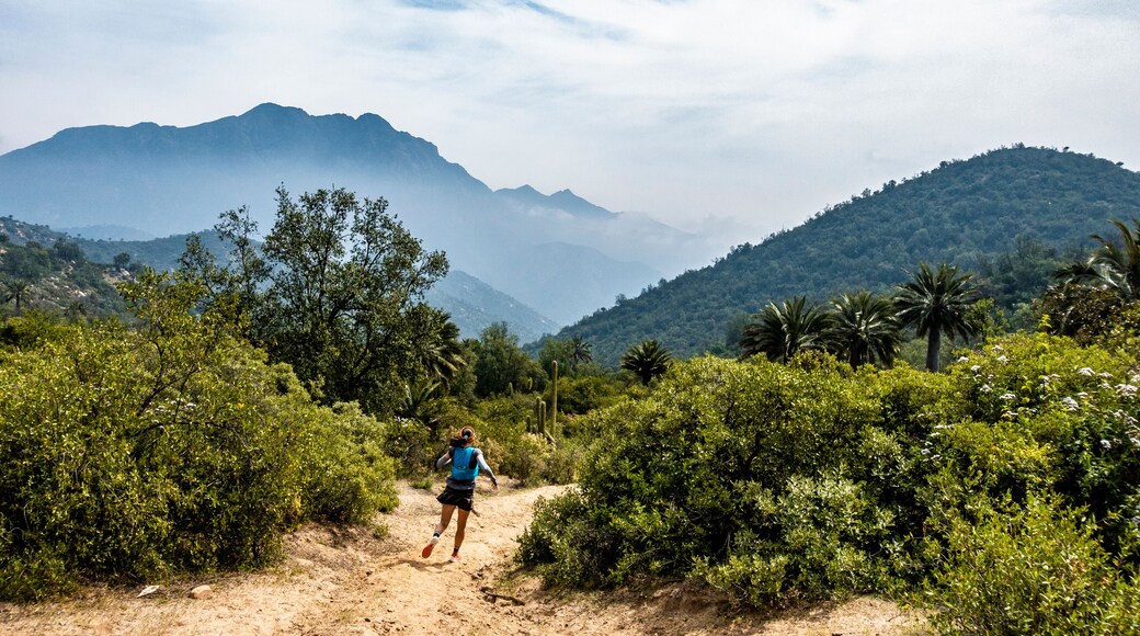 Young woman trail running through National Park La Campana in Chile.