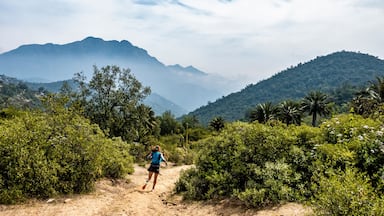 A hiker on a dirt path surrounded by dense vegetation and mountains in the background.