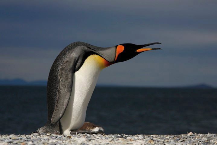 King penguin - Terra del Fuego
A must day trip from Ushuaia, Argentina 