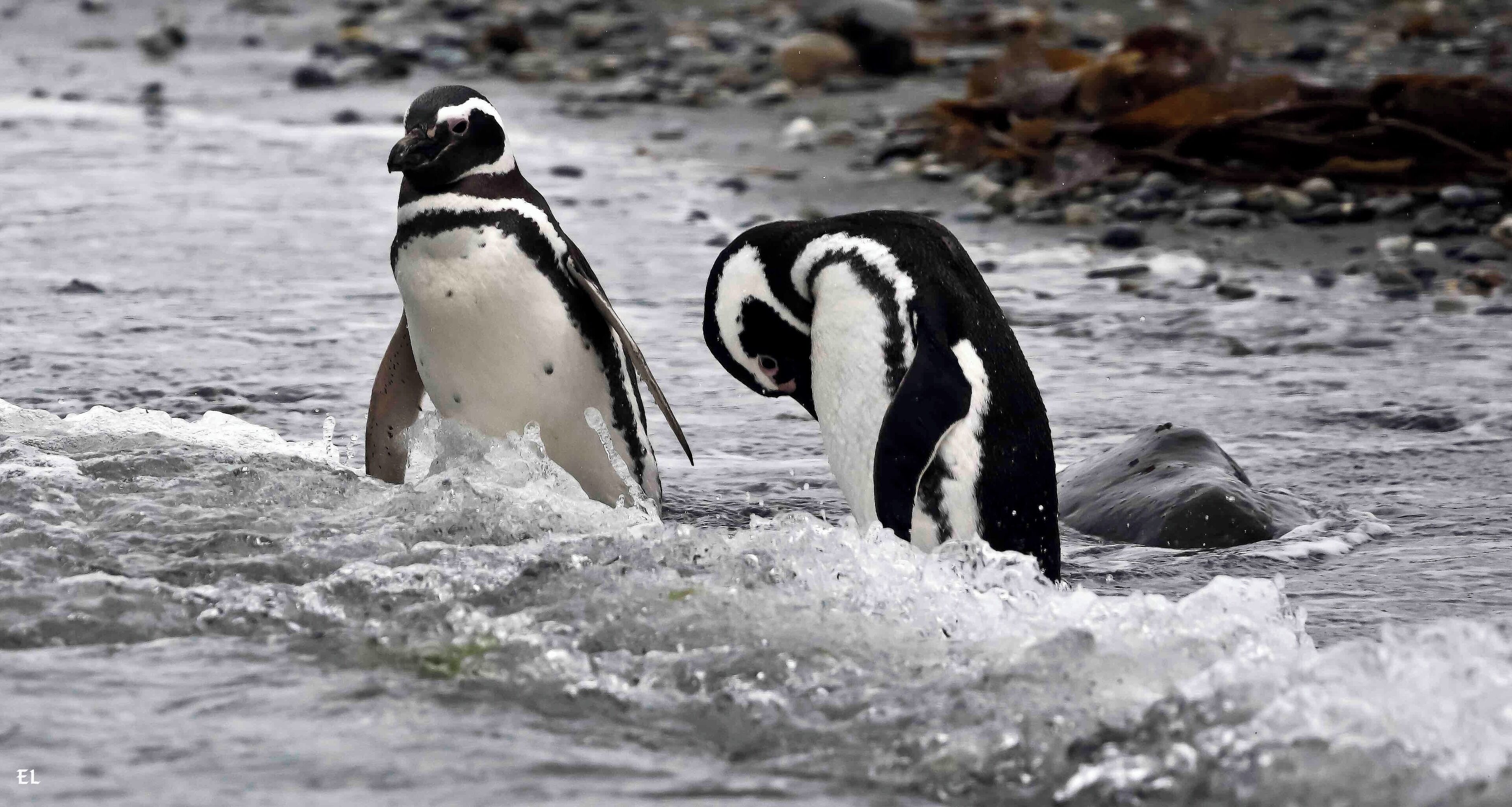 Penguins can be Bold or Shy .. here at the bottom of the world near Cape Horn one Penguin wants to swim the icy waters and the other has second thoughts. These are Magellanic Penguins at Tucker’s Inlet. Sometimes King Penguins from Antartica can be seen here on vacation.