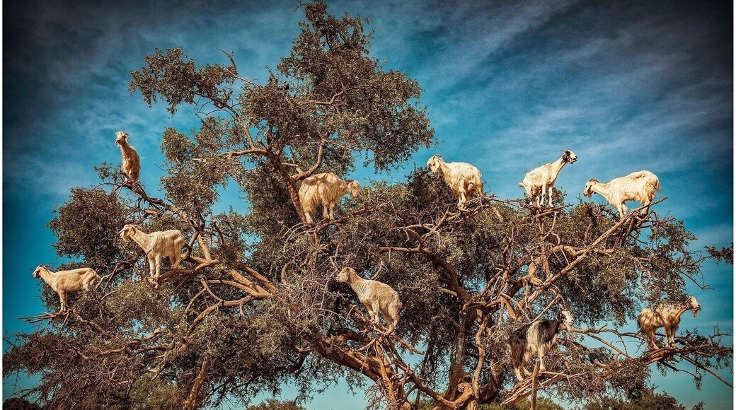 GOATS IN A TREE... A Common sight in the Souss Massa Draa region of Morocco. Where the goats eat the fruit of the Argan Tree. Mostly these days it is for tourist benefit but has happened for agricultural reasons for centuries.