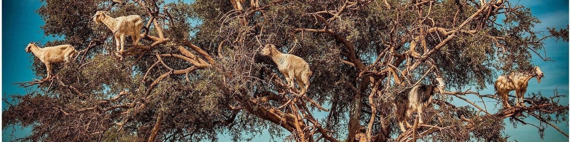 GOATS IN A TREE... A Common sight in the Souss Massa Draa region of Morocco. Where the goats eat the fruit of the Argan Tree. Mostly these days it is for tourist benefit but has happened for agricultural reasons for centuries.