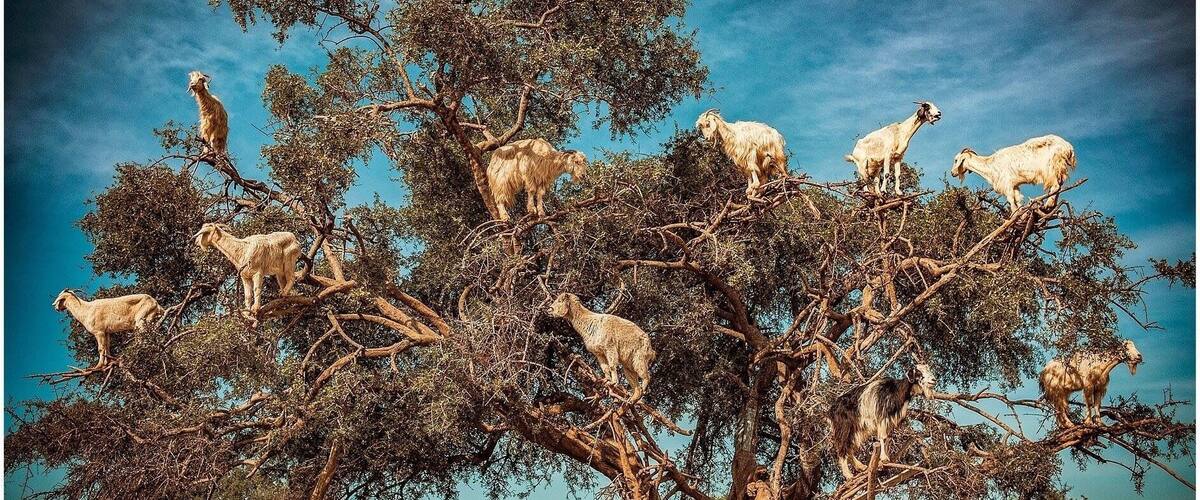 A tree with goats perched on its branches.