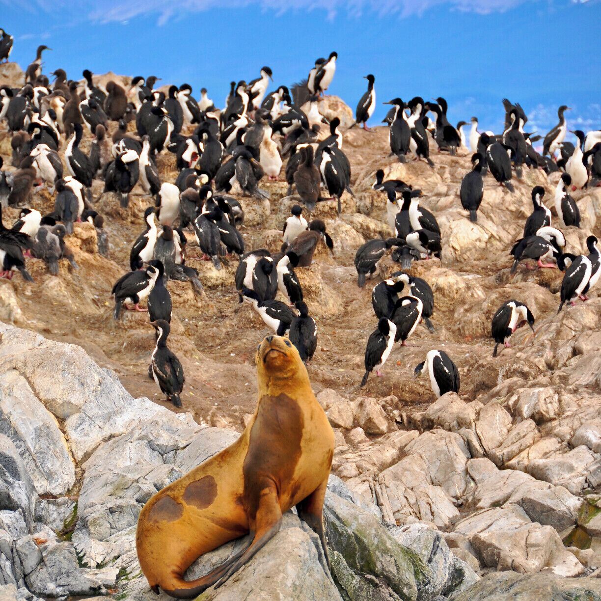 A seal on rocks with a large penguin colony in the background.