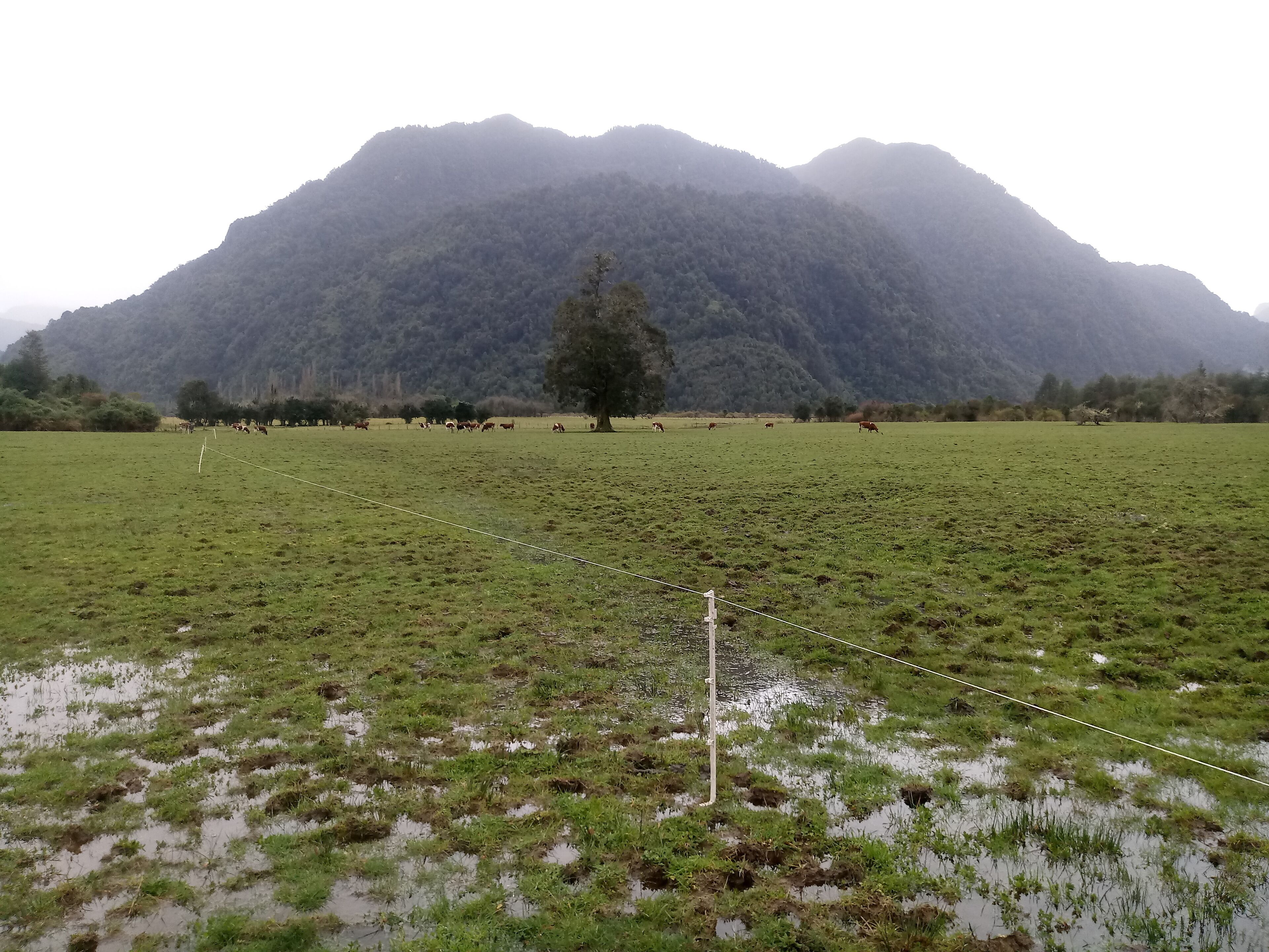 A flooded field with cattle grazing, a rope fence, and a mountain in the background.