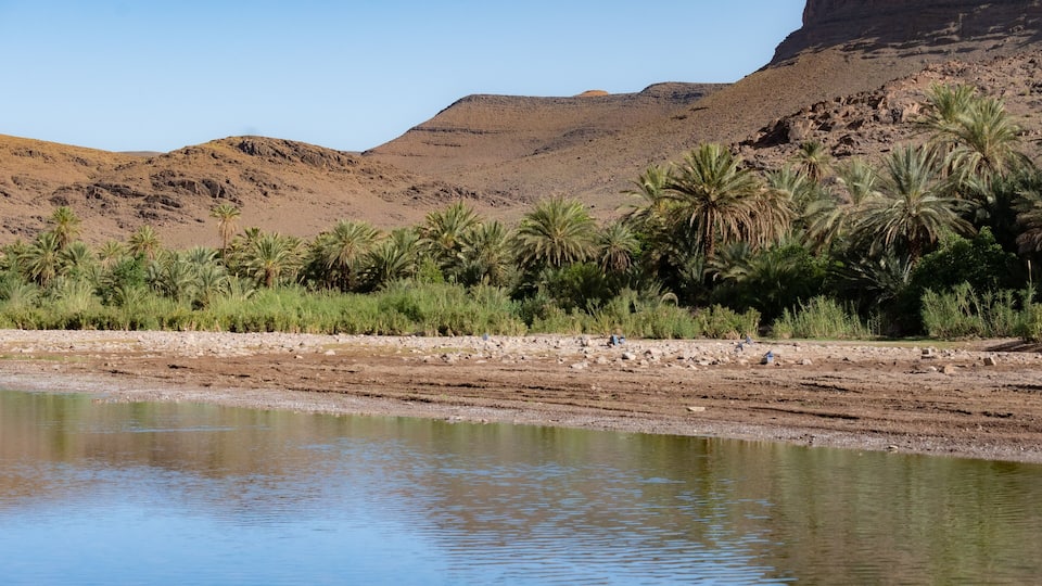 A river with palm trees and a desert landscape in the background.