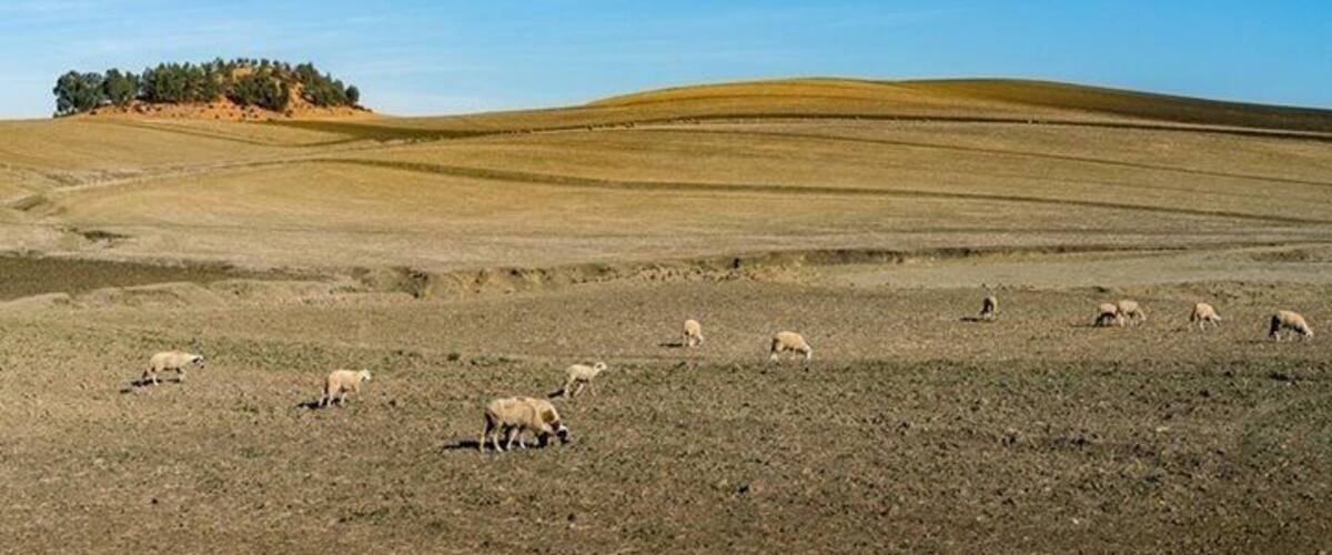 A herd of sheep grazing in a dry, open field with rolling hills and a forested hill in the background.