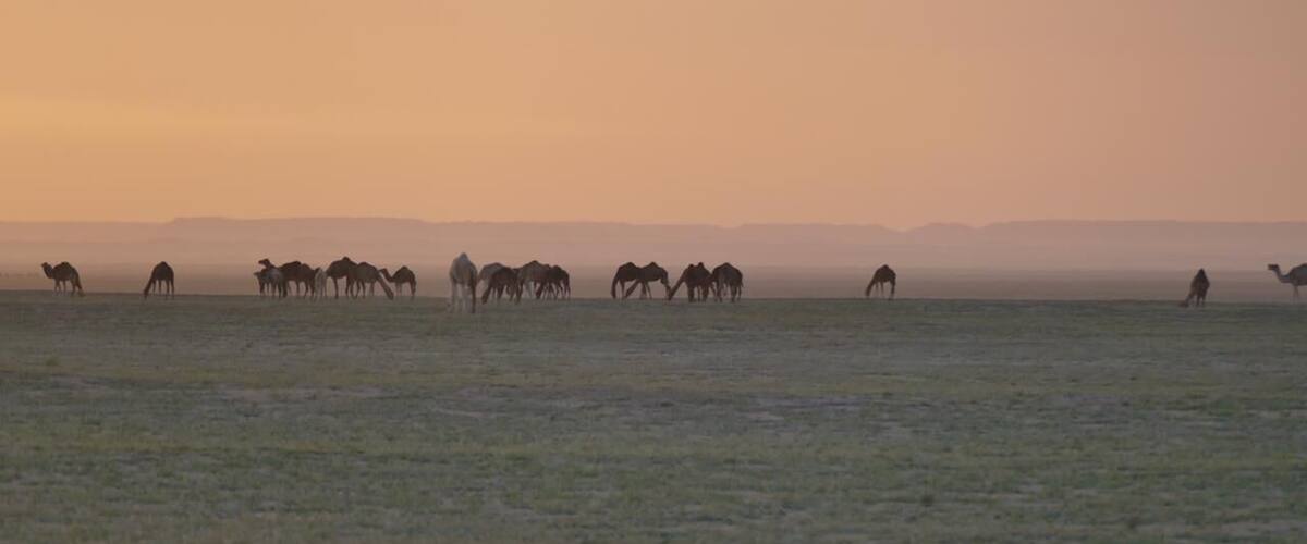 A herd of camels grazing in a vast, open field during sunset.