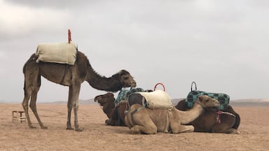 Nomad Camp Camels