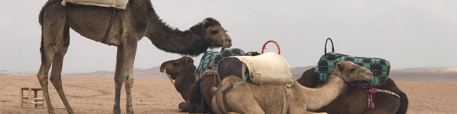 Nomad Camp Camels