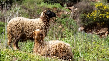 two sheep in Fardi river gorge, Akchour, talambote, Morocco, North Africa
