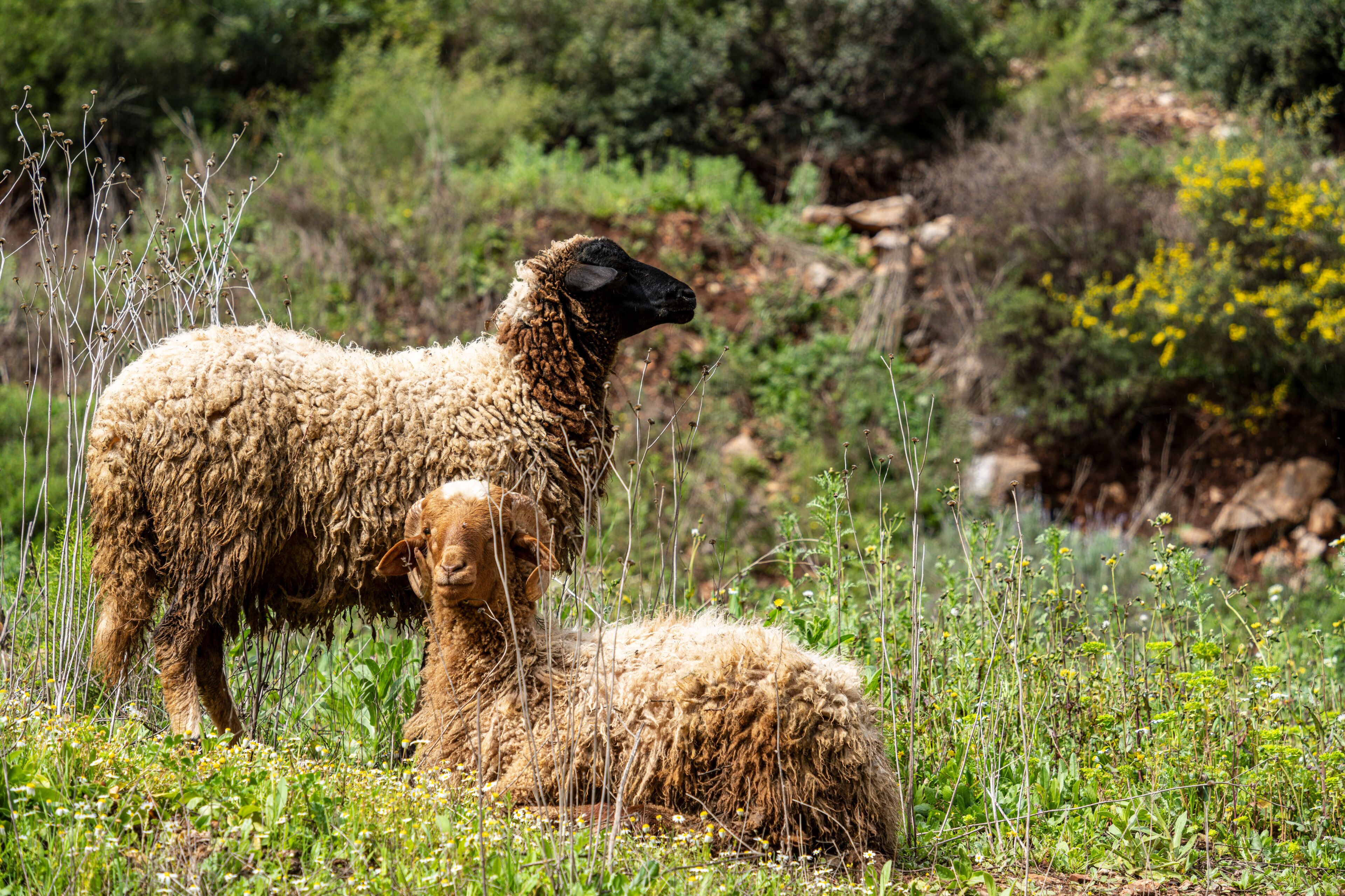A sheep and its lamb in a grassy field with greenery and rocks in the background.