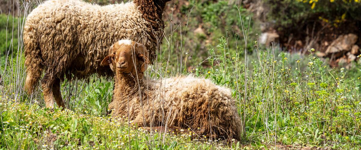 A sheep and its lamb in a grassy field with greenery and rocks in the background.