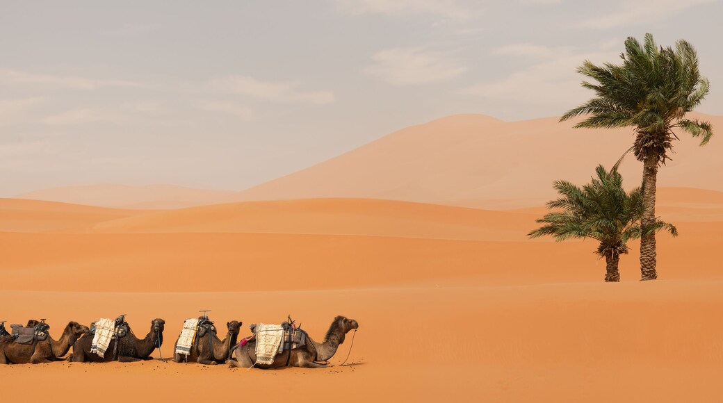 Ouzina desert with palm tree