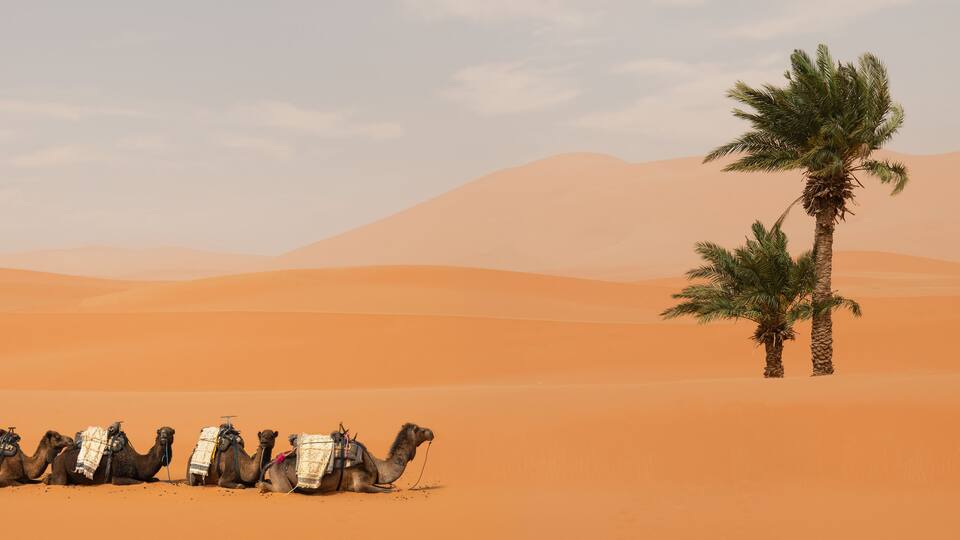 A row of camels resting in a desert with sand dunes and a palm tree.